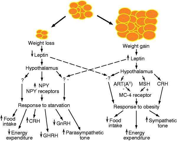 leptin_abnehmen_zunehmen